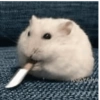 الهامستر 🐹 (465dv2n7jz)