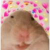 الهامستر 🐹 (bg9qc37dmf)