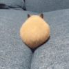 الهامستر 🐹 (hnfwd84s36)