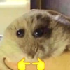 الهامستر 🐹 (j2d3zcfwvs)