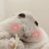 الهامستر 🐹 (wyjq4vr5h2)
