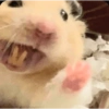 الهامستر 🐹 (7m3vfsjcrn)