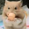 الهامستر 🐹 (65cm9rx72q)