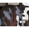 Juanito Chihuahua (tksxyj2hr6)
