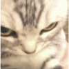 🤓 GATOOOZ !!¡¡😺🗯️ㅤㅤ (tfyxbhspmk)