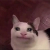 القطط الحزينة (y7w6vnsgkx)
