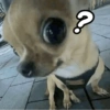 Pinscher e Chihuahua MEMES (5n8qw9srcp)