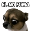 🐕🐶Perrito sin palabras 😬🙁 (d297xpr5vw)
