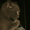 Meme Kucing Imut