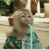 🐵 قرود لطيفة جداً 🐒✨🐒