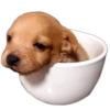 ¿Más memes? ¡Sí, más memes! 2 (vwx98pnmhd)