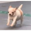 ميمز الكلاب والقطط (xn7pfqhvj6)