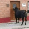 Coisa de Cornos (tzw5yfvd6r)