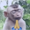 Macacos 🙈🙈🙈 (5qrpsv6gkz)