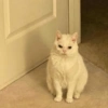 Cat meme 2 (nvgzch7m5p)