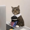 Cat meme 2 (my7c2d9xh6)