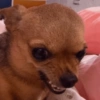 Chihuahuas 😁 (sxfjdq2g53)