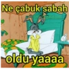 ميم تركي: لا يوجد دماغ (pdh4j2tmbz)