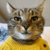 Cat meme 2 (d9zchkm7qg)