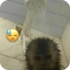 🐒 ردود أفعال القرود 🐒 (j937sg5rd2)