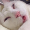 Cat meme 2 (cs6rxpy93v)