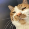 Cat meme 2 (fndz6rjbht)