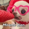 ChiHuAhUaS MoOd ✨🐕 (6pwgqh5cdj)