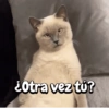 ميمز القطط والكلاب ✨ (vm7ctbgxz5)