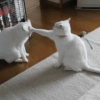 Cat meme 2 (rt9hmjyw5p)