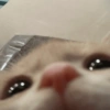 Cat meme 2 (gn6syhvm8c)