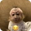 🐒 ردود أفعال القرود 🐒 (k7zd3tbh26)