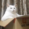 Cat meme 2 (4j2znk3mhp)