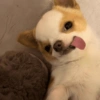 Chihuahuas 😁 (5wf9b26zvg)