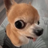 Chihuahuas 😁 (2ntvy8xkb3)