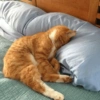 Cat meme 2 (xqdn48j5mt)