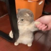 Cat meme 2 (gszjcp5249)
