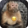 🐒 ردود أفعال القرود 🐒 (g2d7rshtk4)