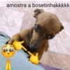 كلب صغير شقي