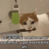 🐾🐱🐈 Gatitos :v 🐈🐱🐾 (hfmnty52wz)