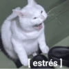 🐾🐱🐈 Gatitos :v 🐈🐱🐾 (bzxv8pyh3w)