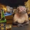 Macacos 🙈🙈🙈 (cyg4n29fvw)