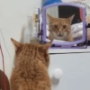 Cat meme 2 (fbynzt735j)