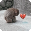 🐒 ردود أفعال القرود 🐒 (8hjx2p7drz)
