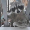 Raccoon Lucu (jn63bq75z4)