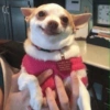 Chihuahuas 😁 (rd7hw538yf)