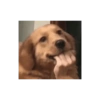 عضة جرو