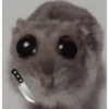 هامستر (gycdjm2938)