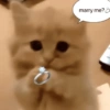 قطط شاذة (t8zcgrpbxq)
