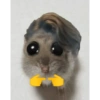 هامستر (vykfznr3pm)