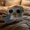 هامستر (qmshc9djtx)